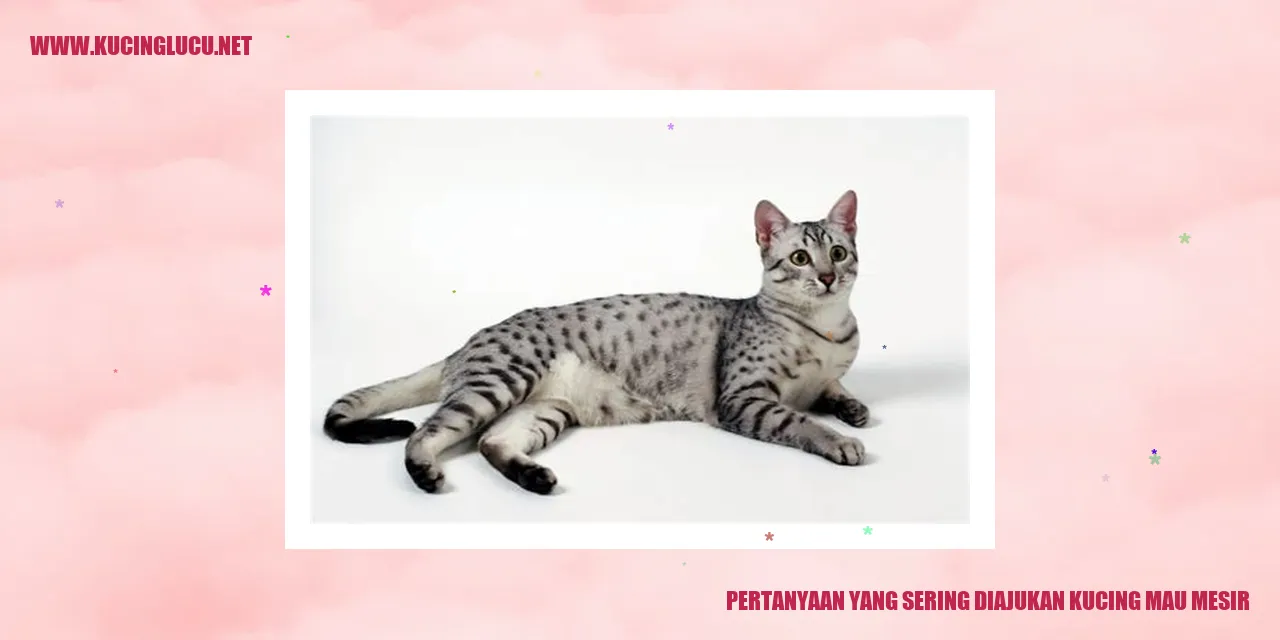 Pertanyaan yang Sering Diajukan kucing mau mesir