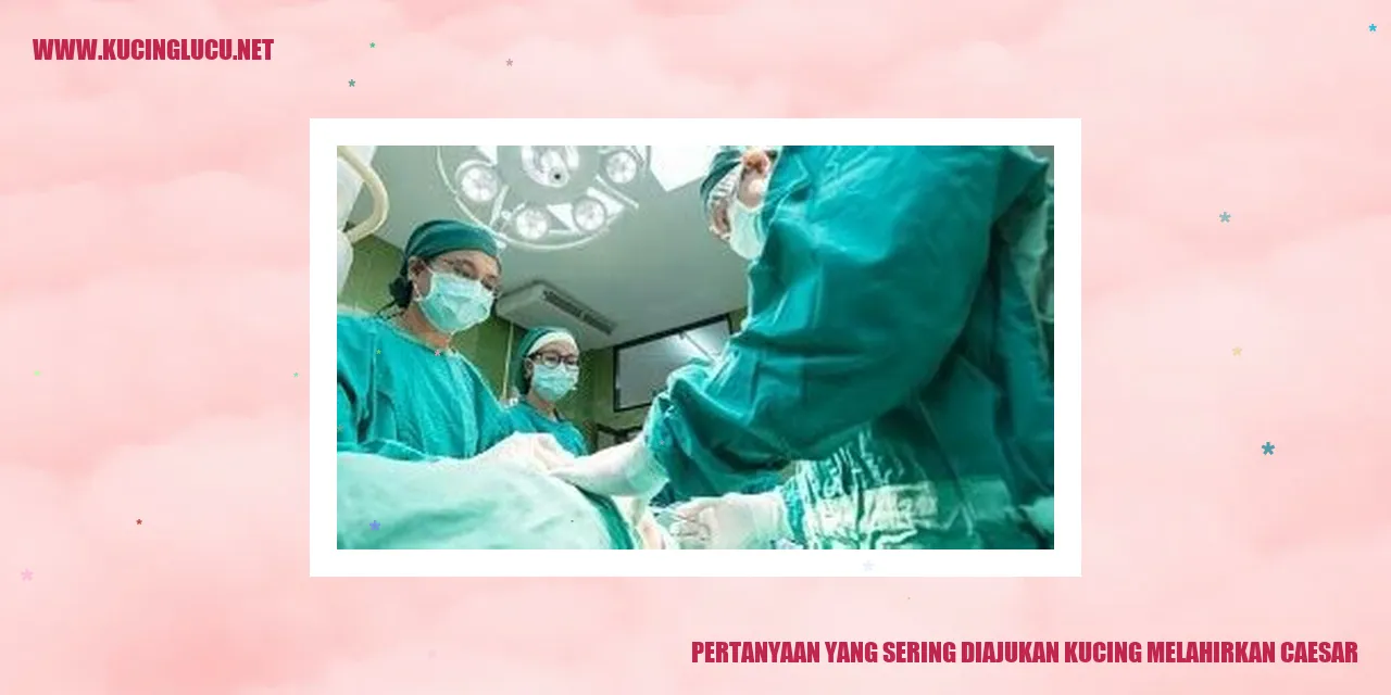 Pertanyaan yang Sering Diajukan saat Kucing Melahirkan Melalui Operasi Caesar