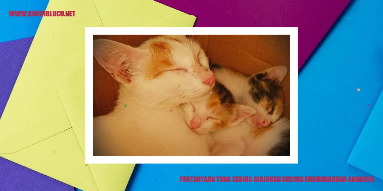 Kucing memindahkan anaknya
