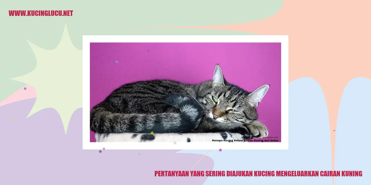 Kucing mengeluarkan cairan kuning