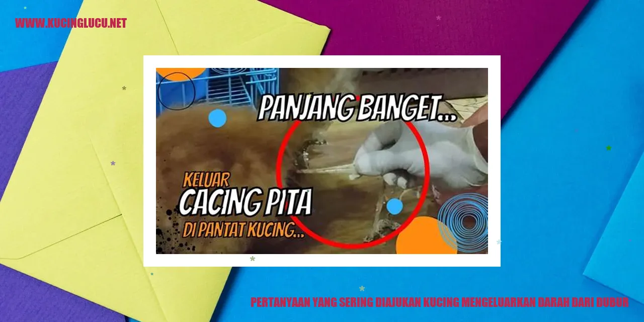kucing mengeluarkan darah dari dubur