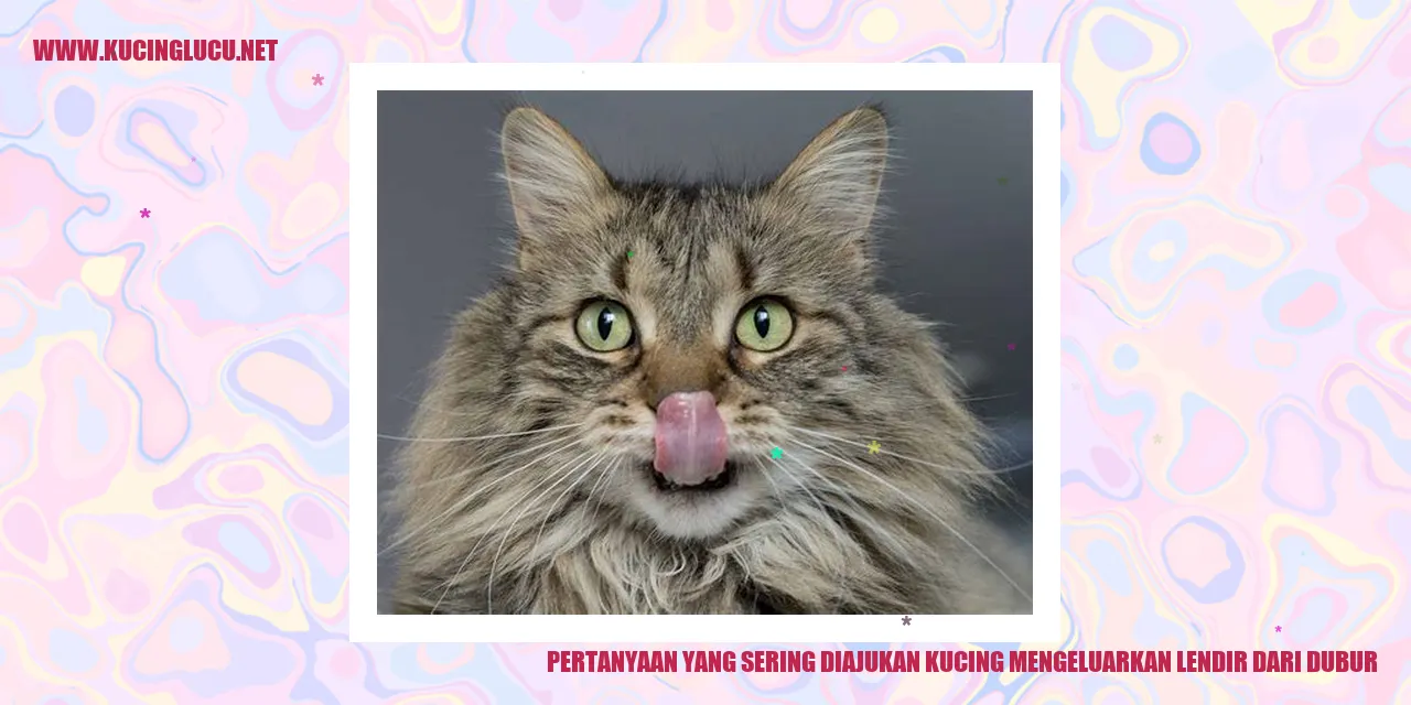 Kucing Mengeluarkan Lendir dari Dubur