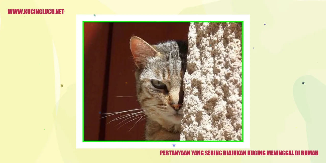 Kucing meninggal di rumah