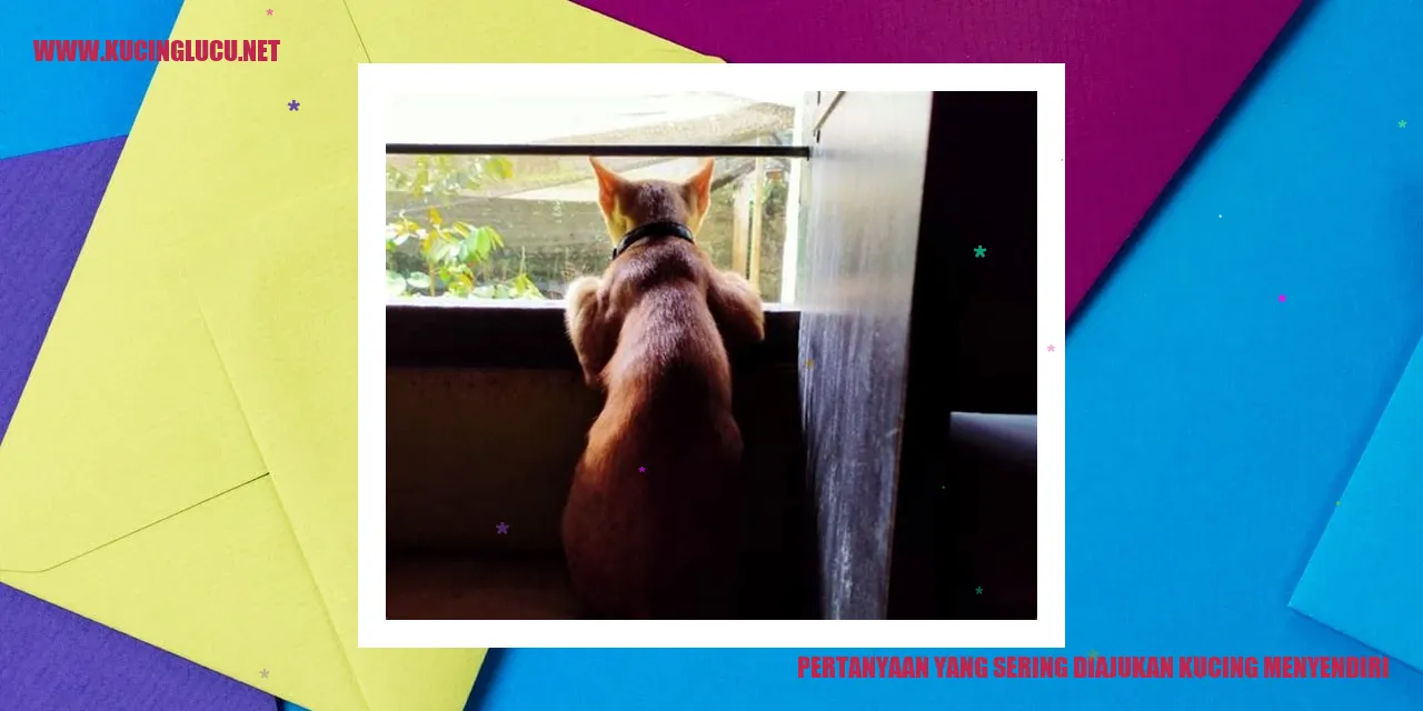 Kucing Terkesepian