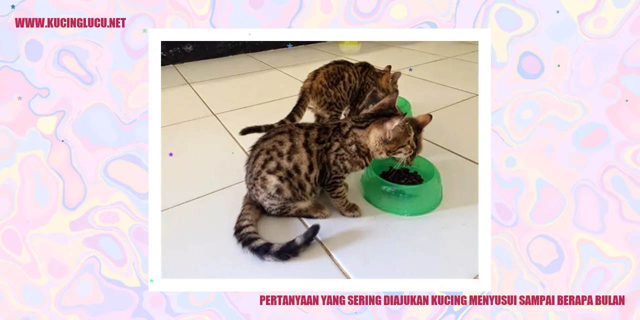 Kucing Menyusui
