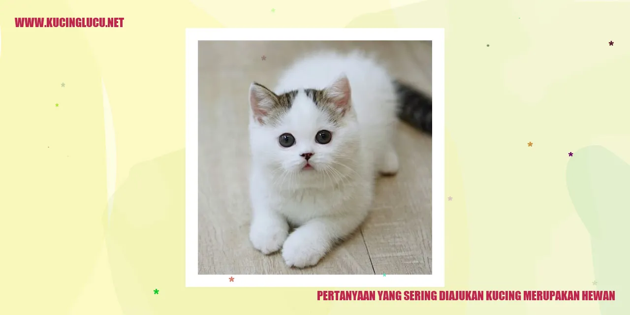 gambar kucing