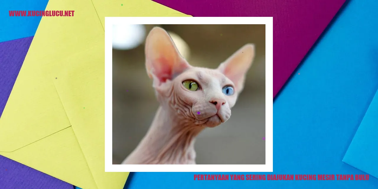 Kucing Mesir Tanpa Bulu