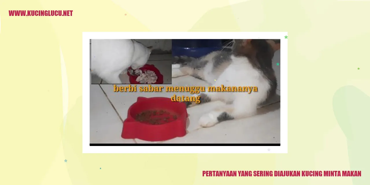Gambar Kucing Yang Meminta Makan