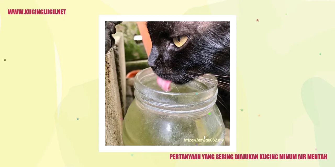 Kucing Minum Air Mentah