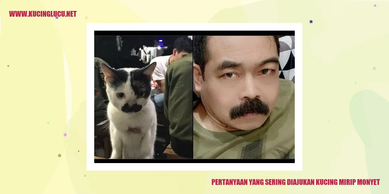 Gambar kucing yang Kemiripan Monyet