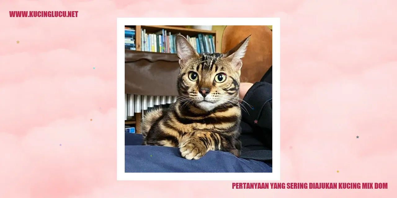 Gambar kucing mix dom