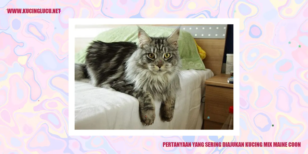 Pertanyaan yang Sering Diajukan kucing mix maine coon