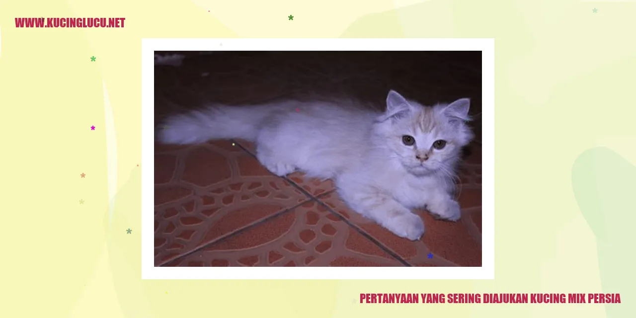 gambar kucing mix persia