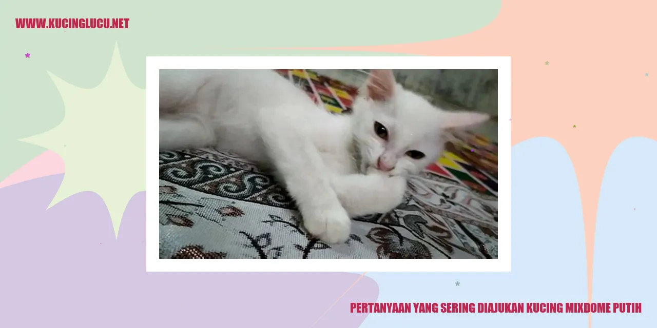 Kucing Mixdome Putih