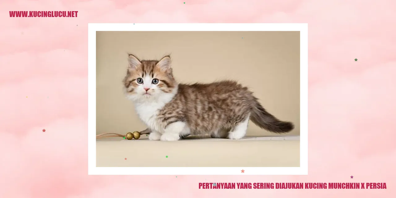 Kucing Munchkin x Persia