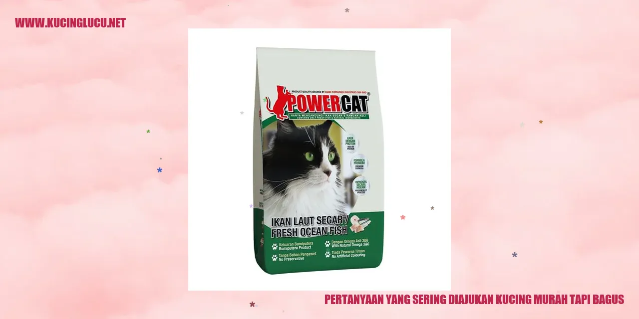 Kucing Murah tapi Berkualitas