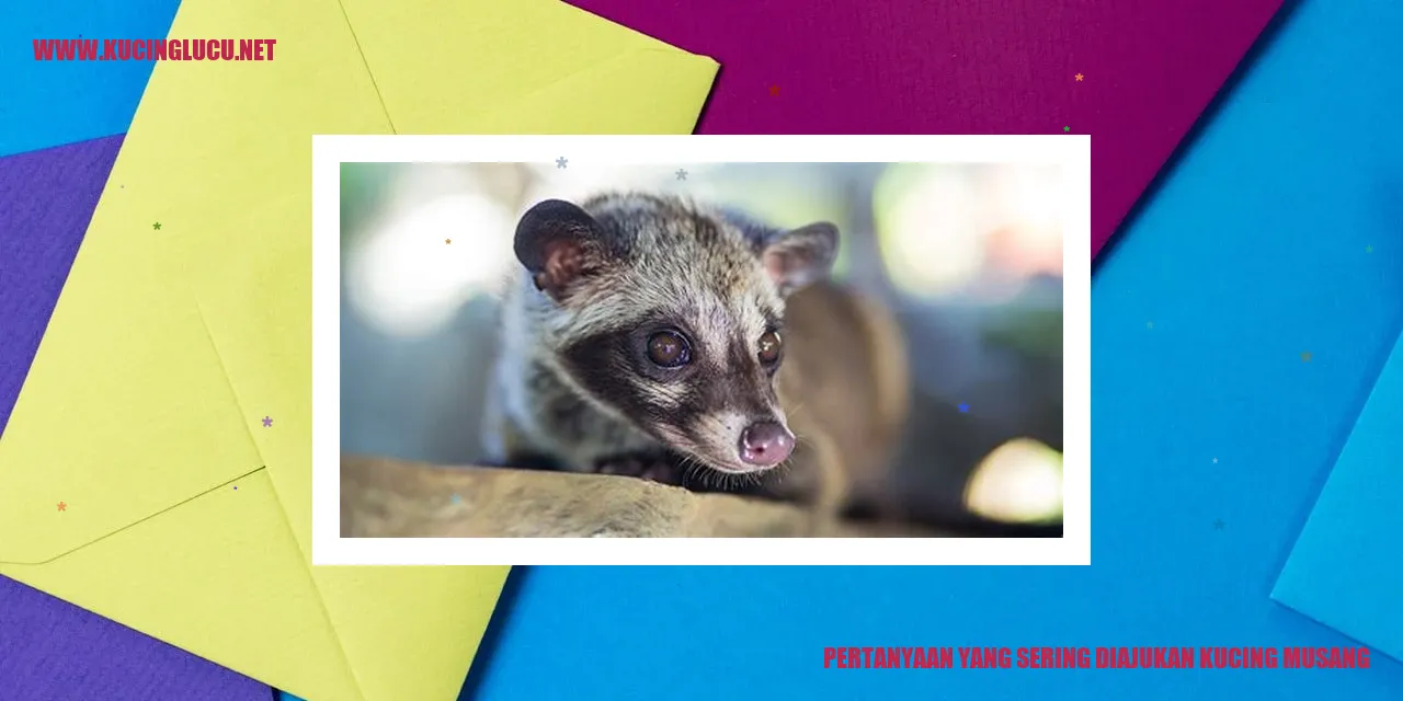 Kucing Musang