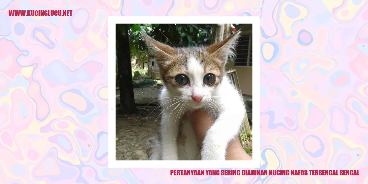 Kucing mengalami sesak nafas