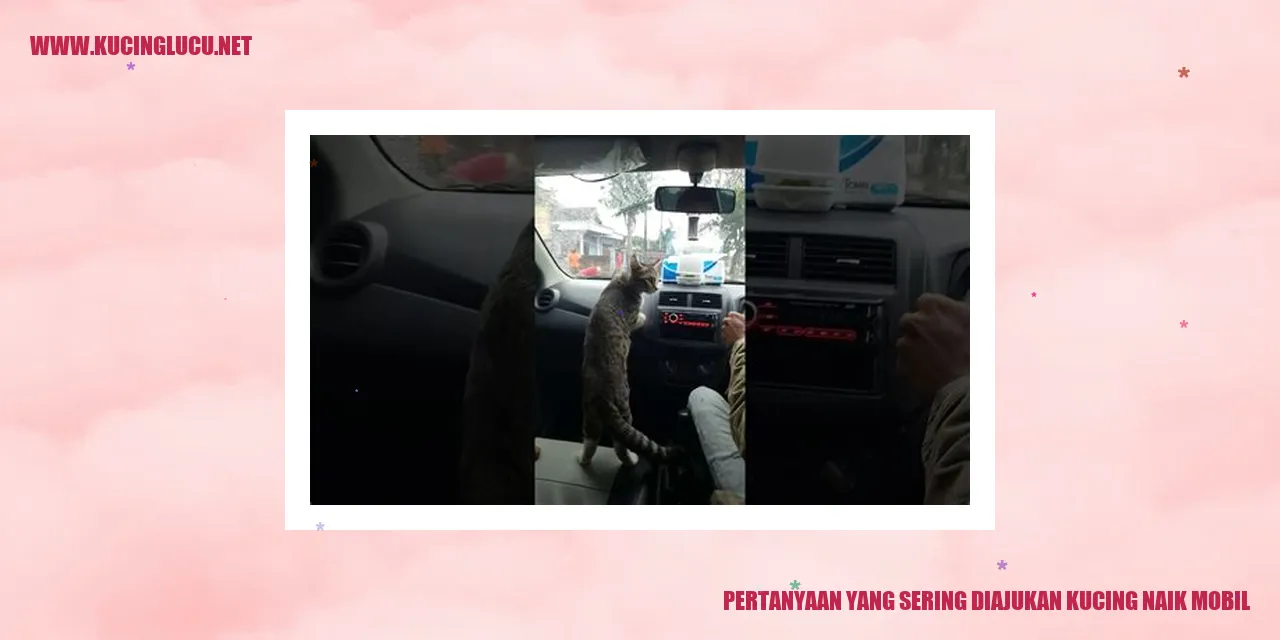 Pertanyaan yang Teratas tentang Kucing Naik Mobil