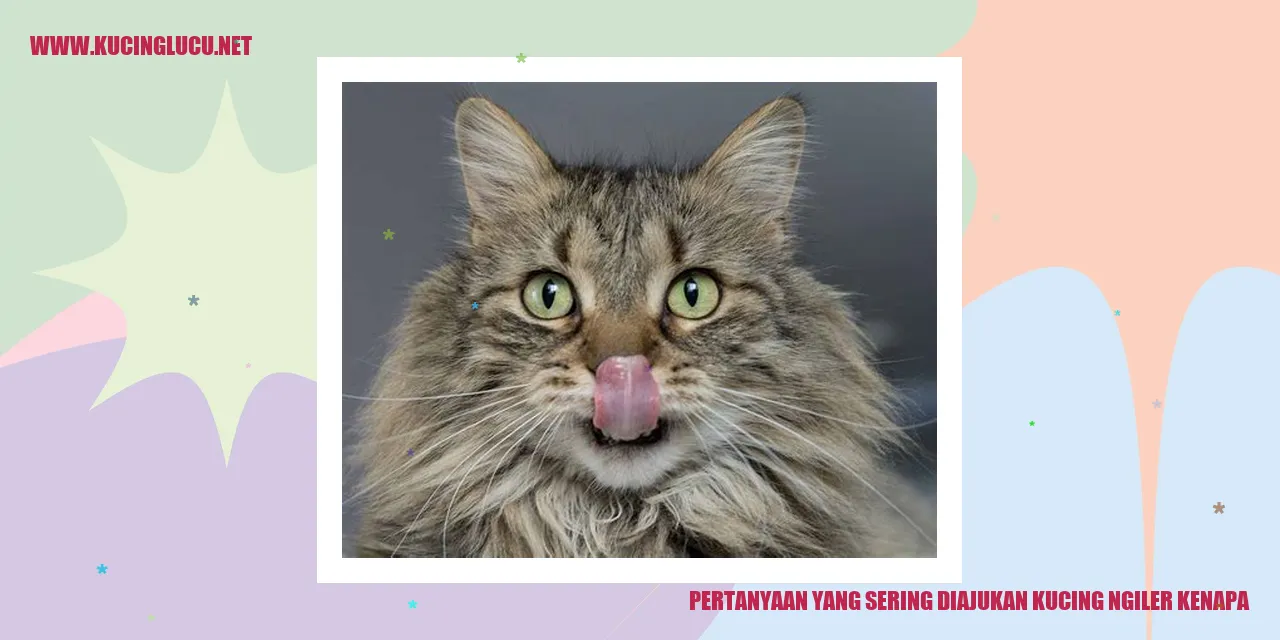 Kucing Ngiler