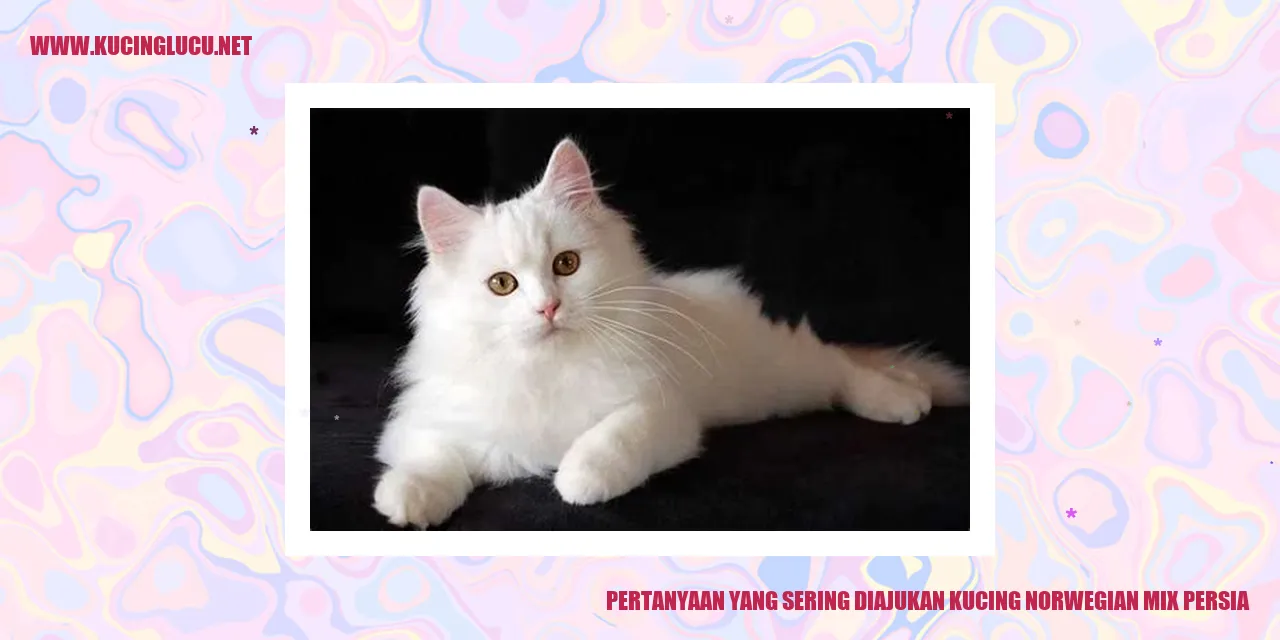 Gambar Kucing Norwegia Mix Persia