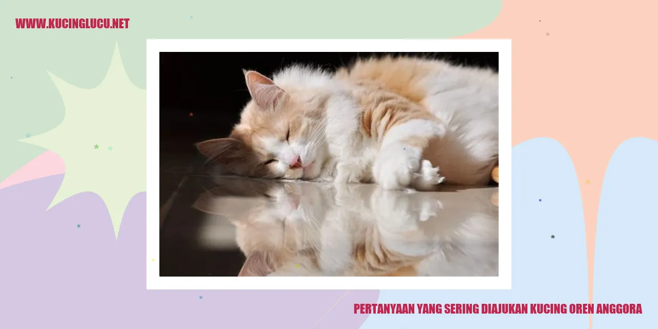 Pertanyaan yang Sering Diajukan kucing oren anggora