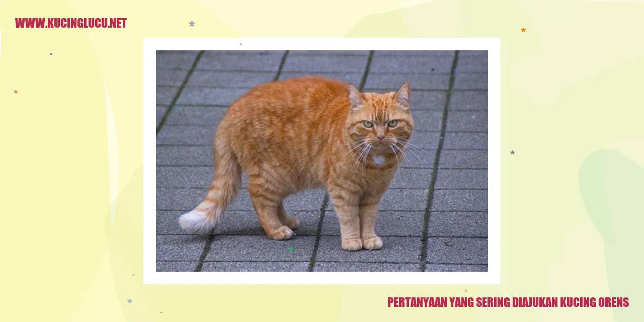 Kucing Orens