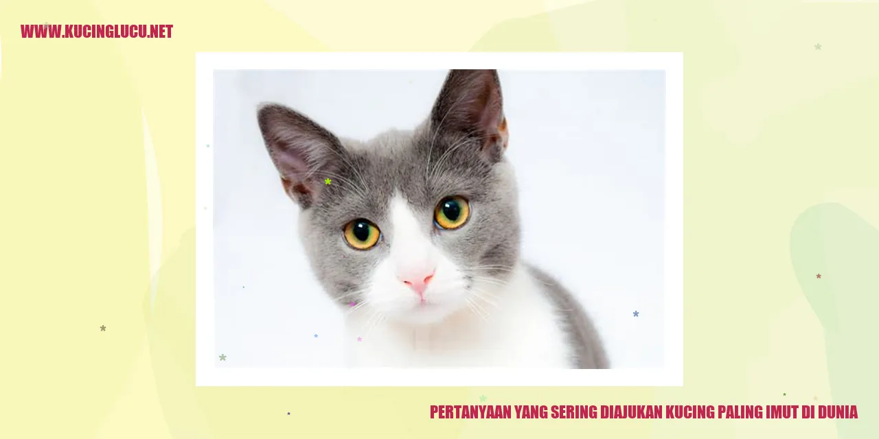 Kucing Imut