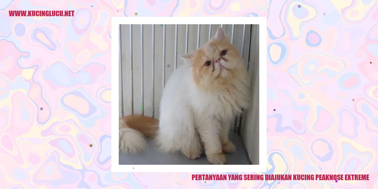 Kucing Peaknose Extreme