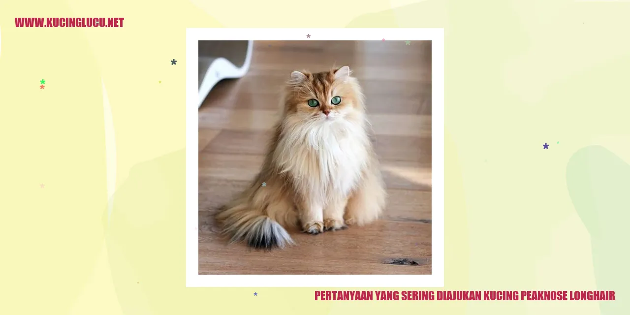 Kucing Peaknose Longhair