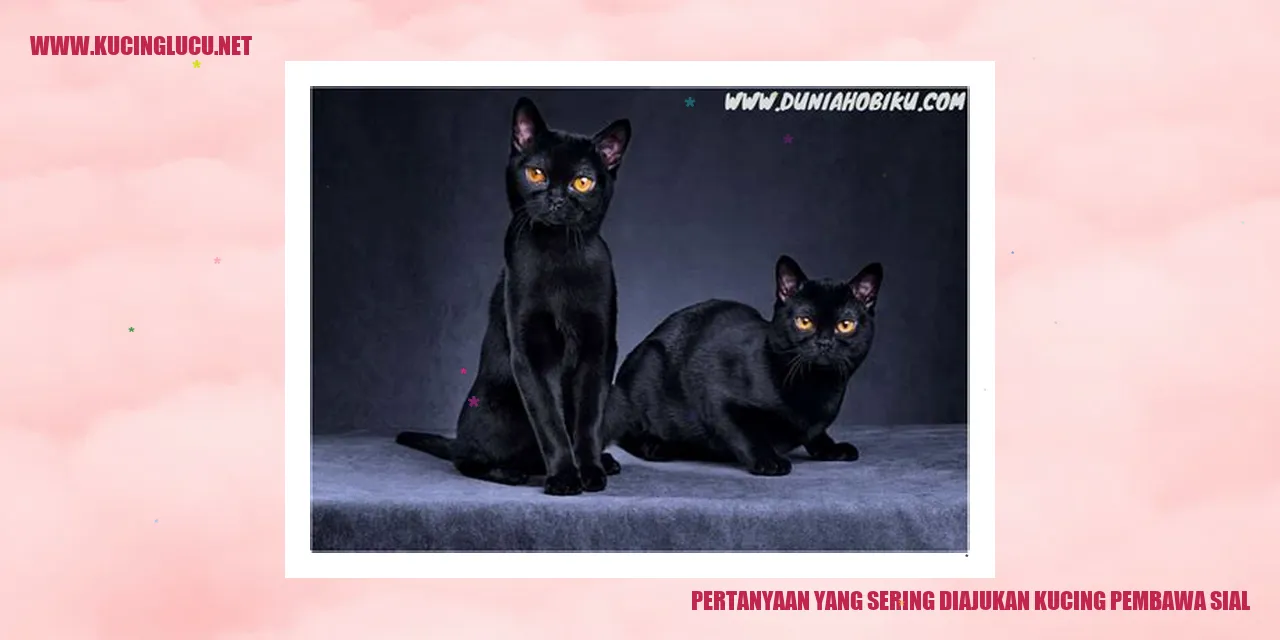 Gambar Ilustrasi Kucing yang Dianggap Pembawa Sial