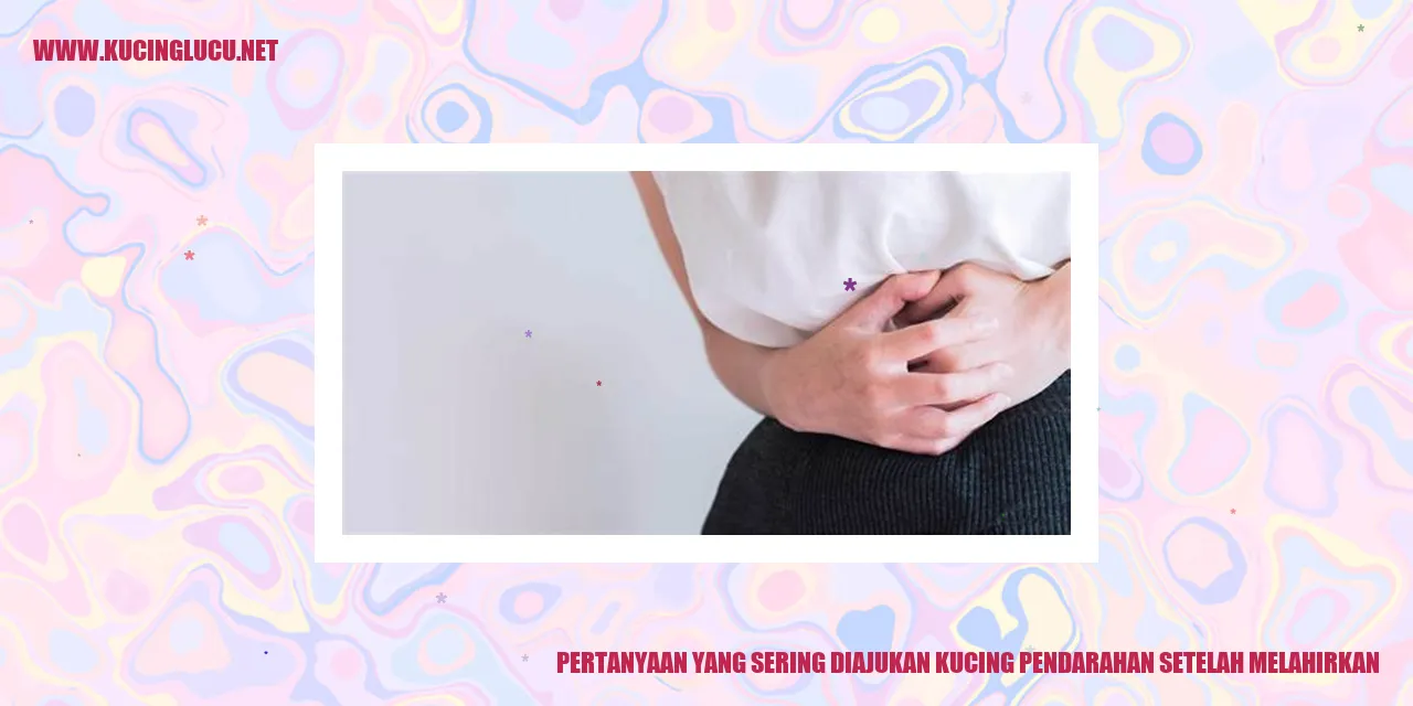 gambar kucing pendarahan setelah melahirkan
