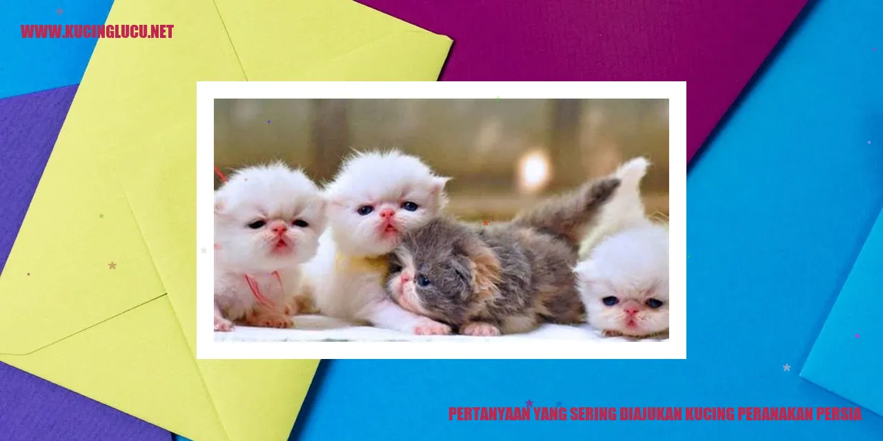Kucing Persia
