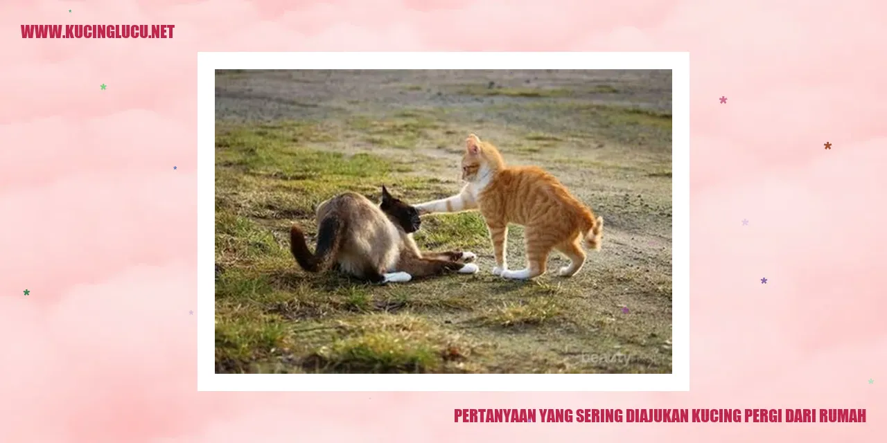 Pertanyaan yang Sering Diajukan Ketika Kucing Kabur dari Rumah