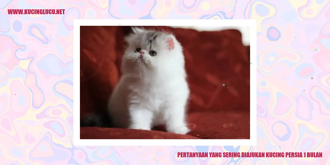 Kucing Persia 1 Bulan