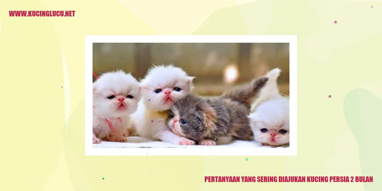 Kucing Persia 2 Bulan