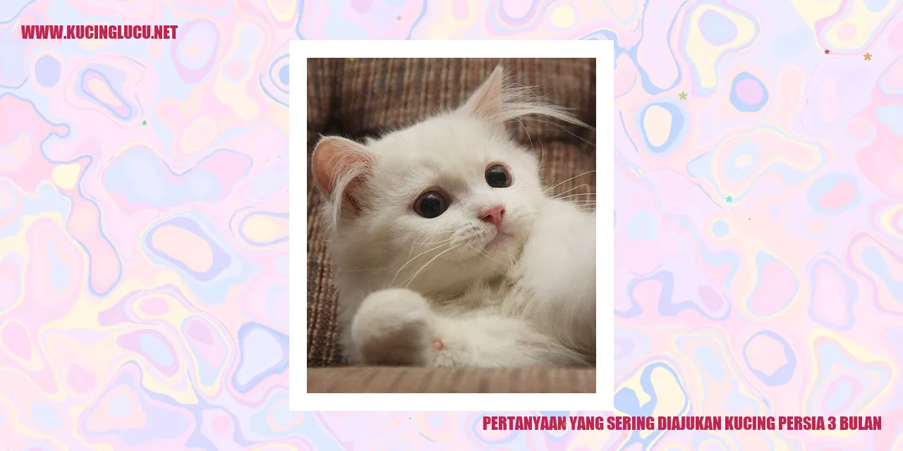 Kucing Persia