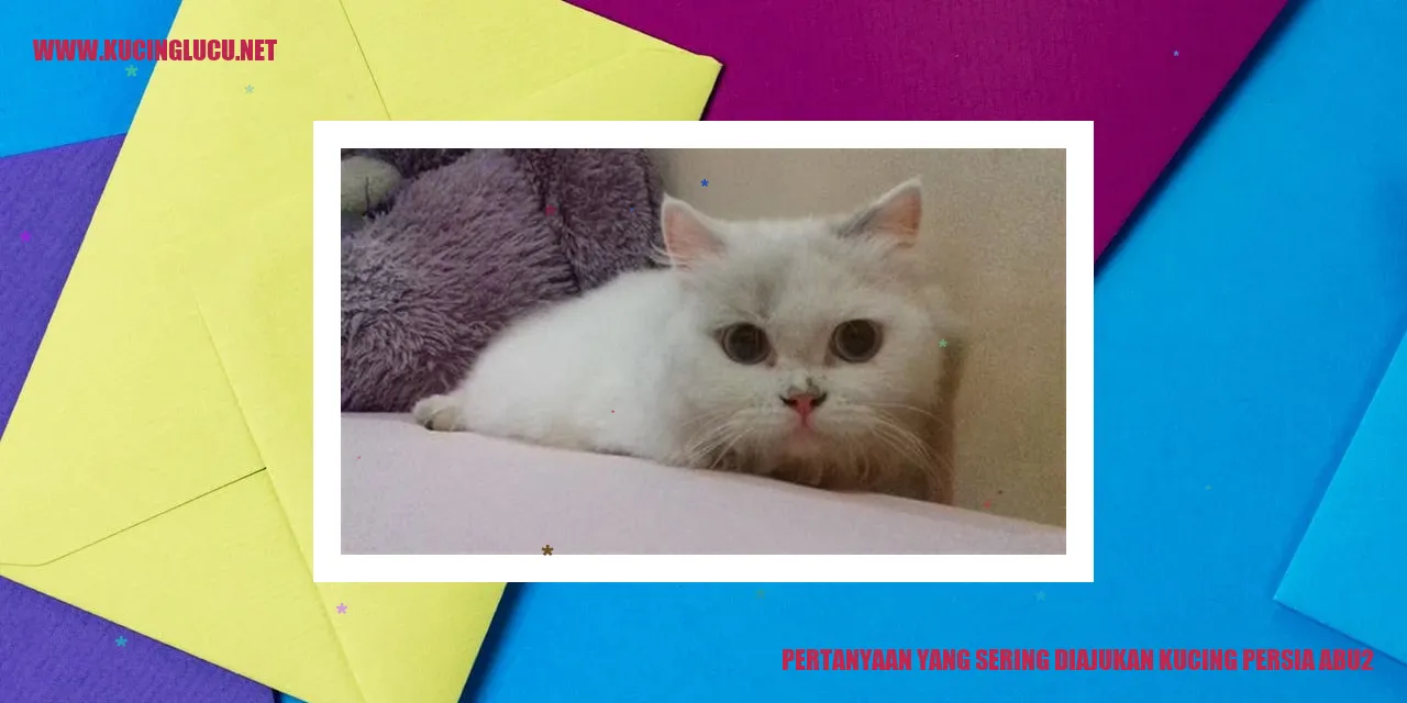 Kucing Persia Abu-abu