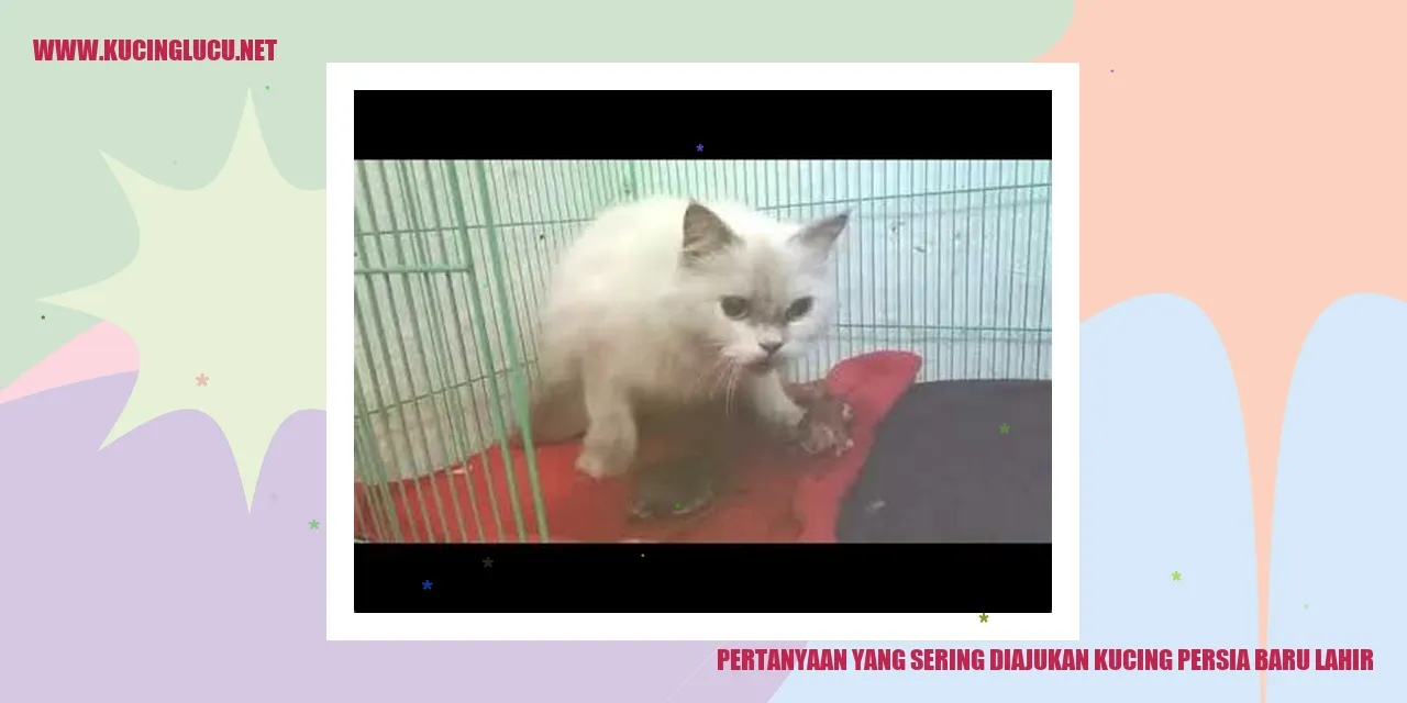 Kucing Persia Baru Lahir