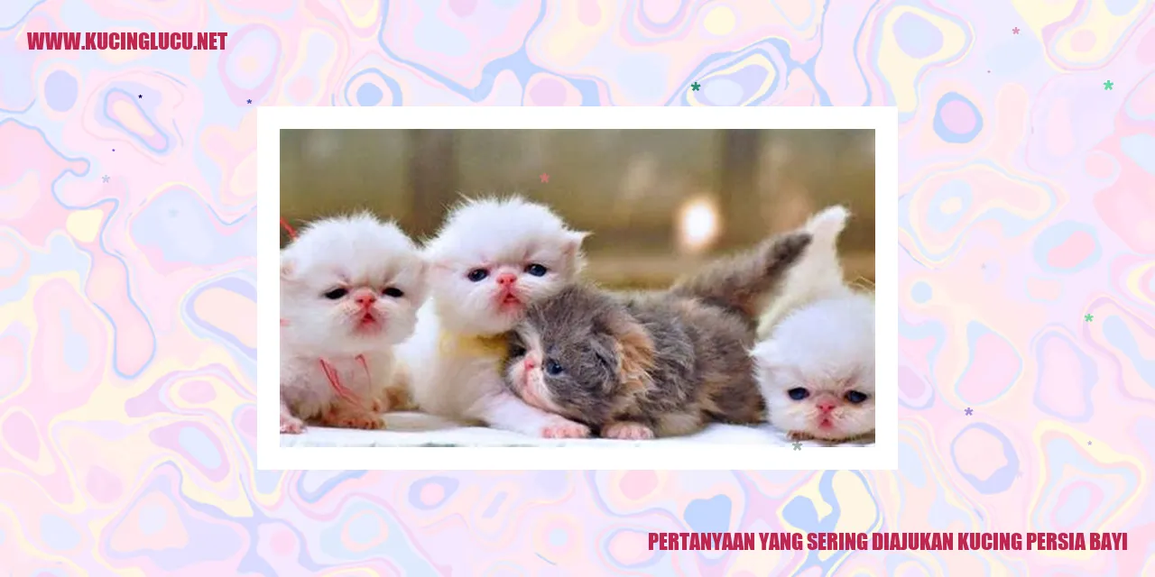 Kucing Persia Bayi