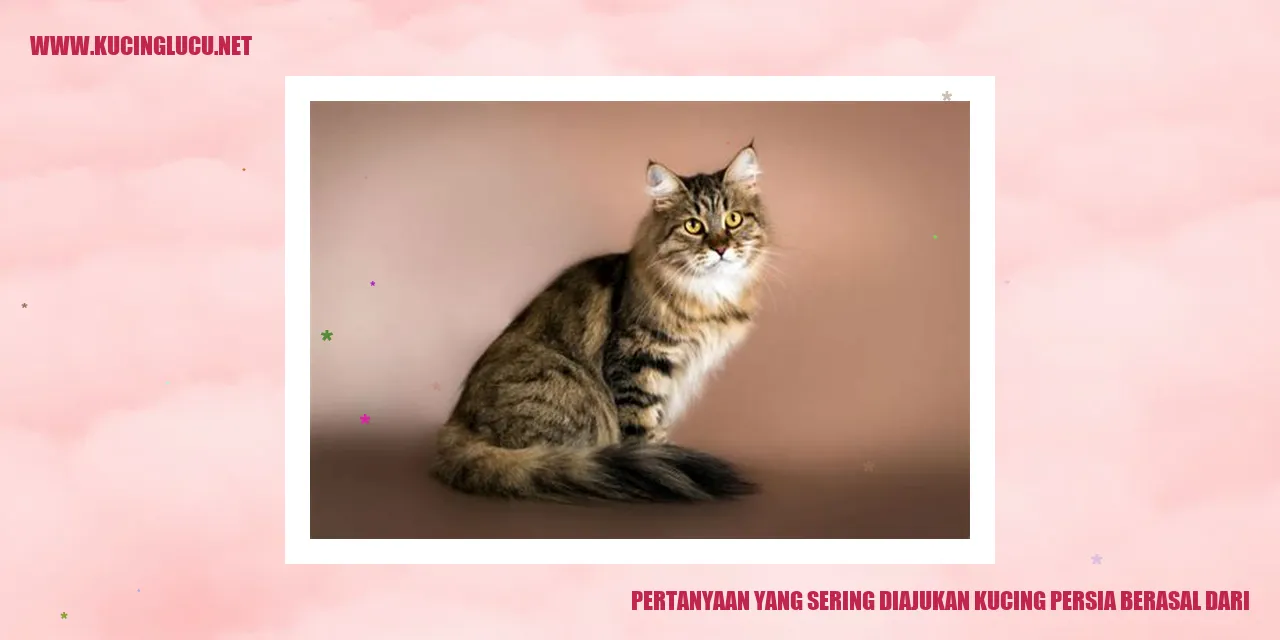 Gambar Kucing Persia