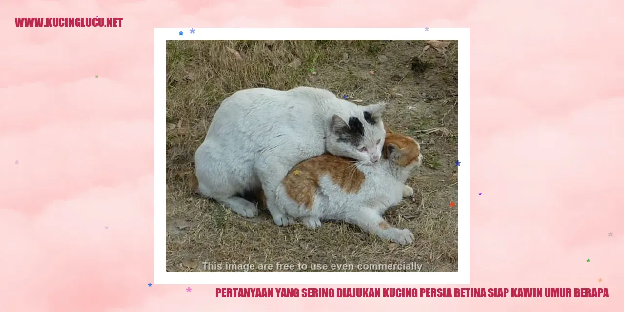 Kucing Persia Betina Siap Kawin