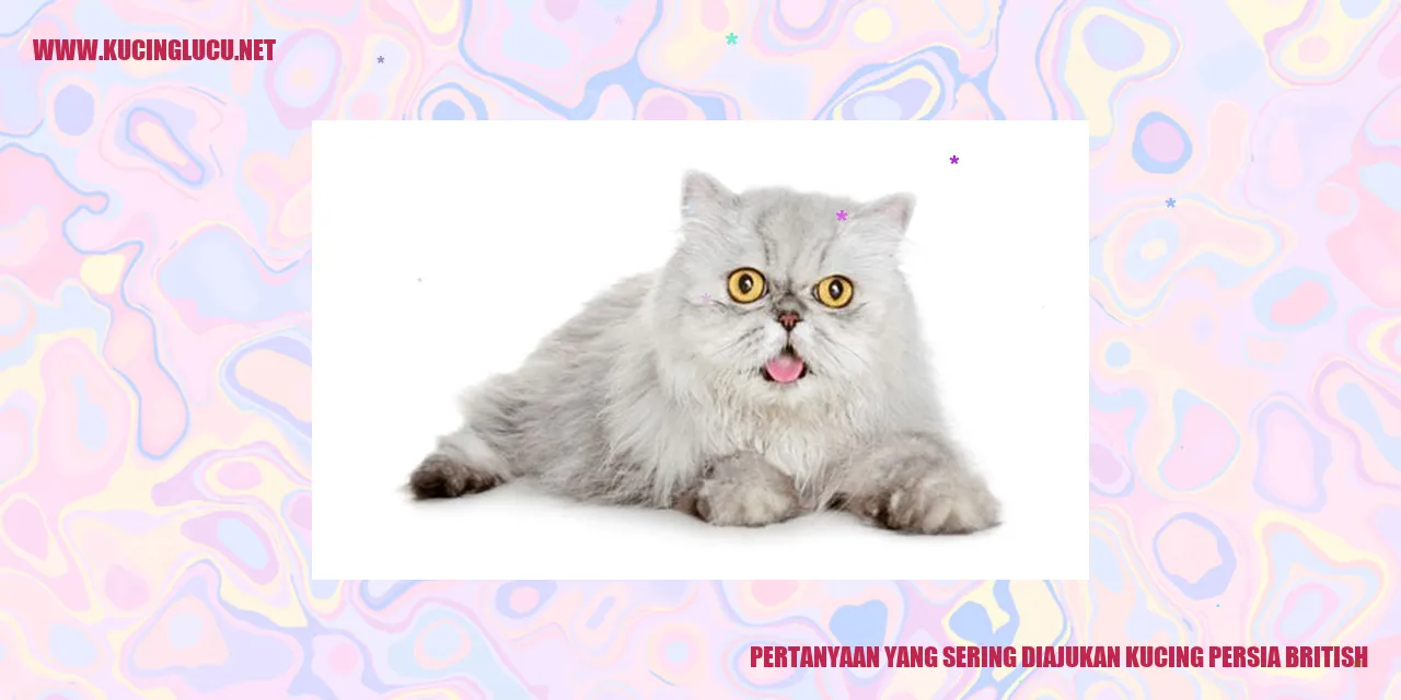 Kucing Persia British