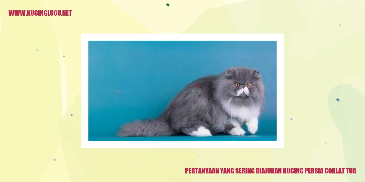 Kucing Persia Coklat Tua
