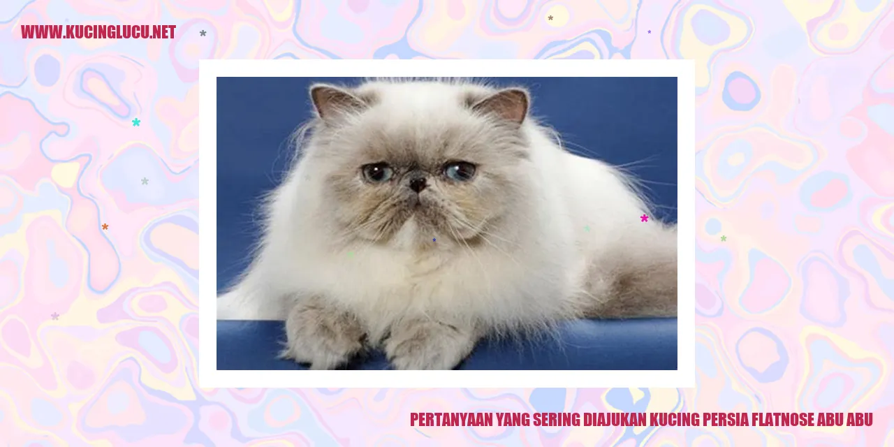 Kucing Persia Flatnose Abu-abu