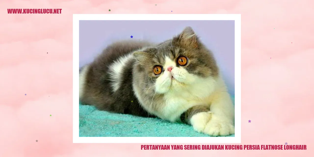 Gambar Kucing Persia Flatnose Longhair