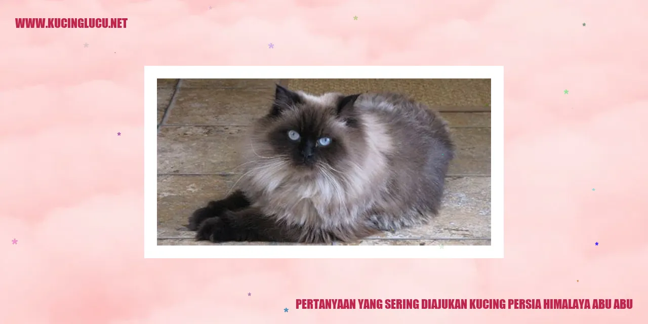 Gambar Kucing Persia Himalaya Abu-abu