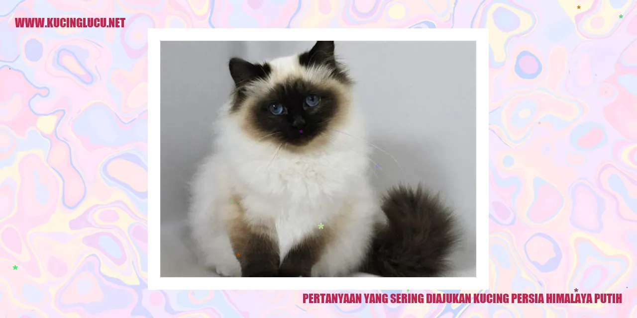 Kucing Persia Himalaya Putih