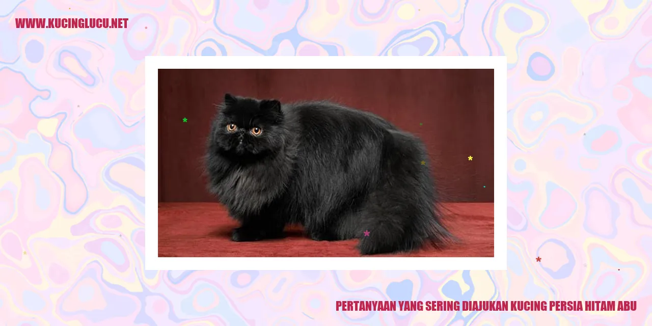 Kucing Persia Hitam Abu