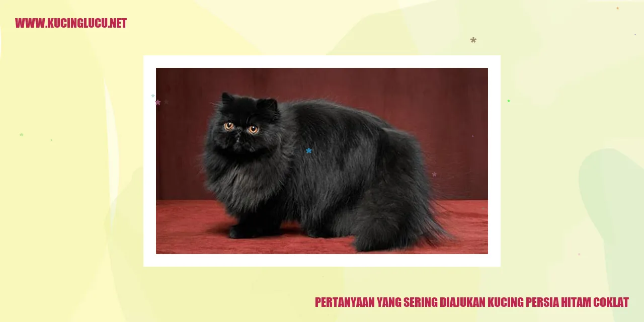 Kucing Persia Hitam Coklat
